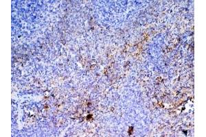 IHC testing of FFPE rat spleen tissue with Pf4 antibody at 1ug/ml. (PF4 抗体)