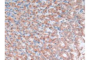 IHC-P analysis of Rat Stomach Tissue, with DAB staining. (OLR1 抗体  (AA 51-314))
