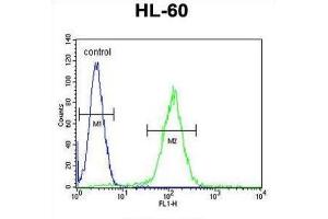 Flow Cytometry (FACS) image for anti-Olfactory Receptor, Family 10, Subfamily J, Member 5 (OR10J5) antibody (ABIN2996119) (OR10J5 抗体)