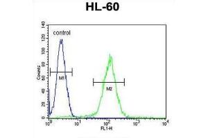 Flow Cytometry (FACS) image for anti-Olfactory Receptor, Family 10, Subfamily J, Member 5 (OR10J5) antibody (ABIN5015745) (OR10J5 抗体)