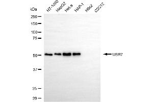 Western blotting analysis using UBR7 antibody (ABIN7800720).
