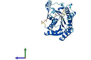 AlphaFold protein structure predicition of Human Recombinant DHRS4L1 Protein, UniprotID P0CG22