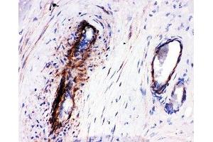 IHC-P: LASP1 antibody testing of human placenta tissue (LASP1 抗体  (C-Term))