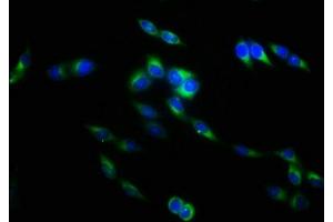 Immunofluorescence staining of Hela cells with ABIN7173817 at 1:133, counter-stained with DAPI. (TNFSF9 抗体  (AA 52-254))