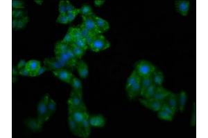 Immunofluorescence (IF) image for anti-Guanylate Binding Protein 4 (GBP4) (AA 494-603) antibody (ABIN7154777)