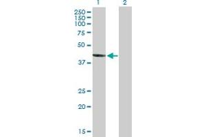 Western Blot analysis of REM2 expression in transfected 293T cell line by REM2 MaxPab polyclonal antibody. (REM2 抗体  (AA 1-330))
