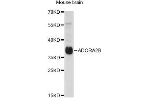 Western blot analysis of extracts of mouse brain, using ADORA2B antibody (ABIN6294005) at 1:1000 dilution. (Adenosine A2b Receptor 抗体)