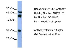 WB Suggested Anti-CYP8B1  Antibody Titration: 0. (CYP8B1 抗体  (Middle Region))