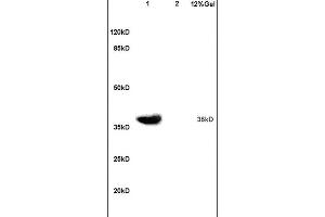 Lane 1: mouse embryo lysates Lane 2: mouse brain lysates probed with Anti ATF4/CREB-2 Polyclonal Antibody, Unconjugated (ABIN687862) at 1:200 in 4C. (ATF4 抗体  (AA 251-351))