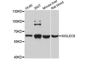 Western blot analysis of extracts of various cell lines, using SIGLEC8 antibody. (SIGLEC8 抗体)