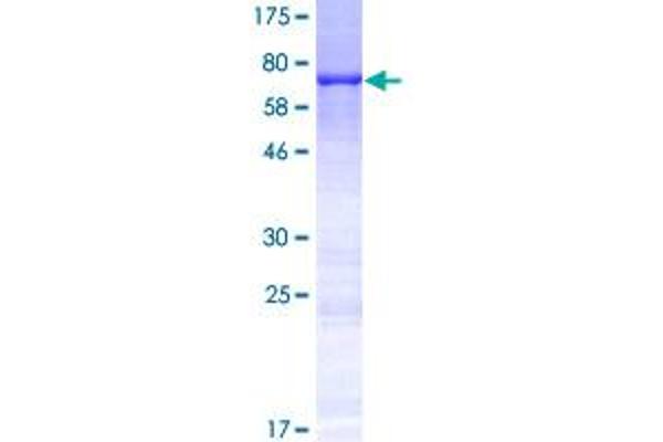 Keratin 35 Protein (KRT35) (AA 1-455) (GST tag)