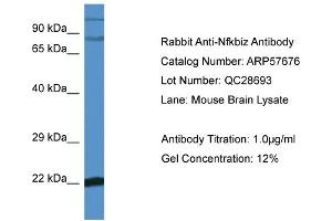 Western Blotting (WB) image for anti-Nuclear Factor of kappa Light Polypeptide Gene Enhancer in B-Cells Inhibitor, zeta (NFKBIZ) (C-Term) antibody (ABIN785921) (NFKBIZ 抗体  (C-Term))