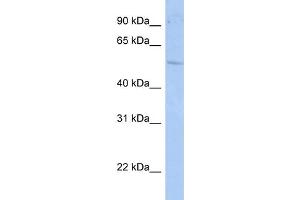 WB Suggested Anti-RORC Antibody Titration:  1 ug/ml  Positive Control:  HepG2 cell lysate (RORC 抗体  (N-Term))