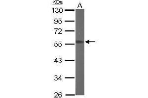 WB Image Sample (50 ug of whole cell lysate) A: Mouse brain 10% SDS PAGE antibody diluted at 1:1000 (RGMB 抗体  (Center))