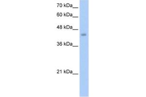 Western Blotting (WB) image for anti-Embryonic Ectoderm Development (EED) antibody (ABIN2461704) (EED 抗体)