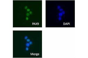 Immunofluorescence (IF) image for anti-Paired Box 9 (PAX9) antibody (ABIN2665320) (PAX9 抗体)