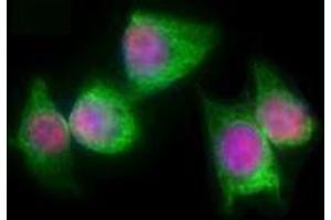 Immunofluorescence (IF) image for anti-T-Complex 1 (TCP1) antibody (ABIN2666193) (TCP1 alpha/CCTA 抗体)