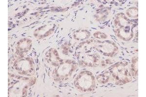 Image no. 1 for anti-Vascular Endothelial Growth Factor A (VEGFA) antibody (ABIN465469) (VEGFA 抗体)