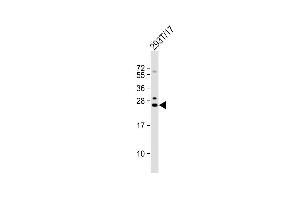 Anti-GINS3 Antibody (C-term) at 1:1000 dilution + 293T/17 whole cell lysate Lysates/proteins at 20 μg per lane. (GINS3 抗体  (C-Term))