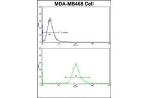 Image no. 4 for anti-Aspartoacylase (ASPA) (AA 89-118), (N-Term) antibody (ABIN452768)