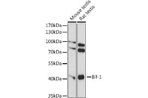 Western blot analysis of extracts of various cell lines, using Bif-1 antibody (ABIN7270280) at 1:1000 dilution. (SH3GLB1 抗体  (AA 120-365))