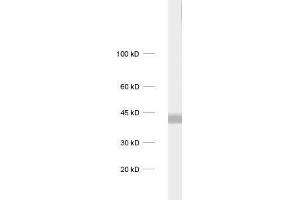 dilution: 1 : 1000, sample: rat brain homogenate (CAMK1 抗体)