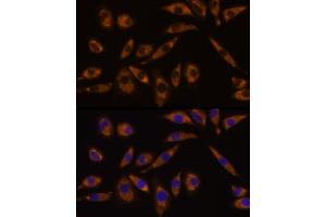 Immunofluorescence analysis of L929 cells using GNAQ Rabbit pAb (ABIN7267542) at dilution of 1:100 (40x lens). (GNAQ 抗体  (AA 1-359))