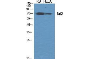 Western Blot (WB) analysis of specific cells using Nrf2 Polyclonal Antibody. (NRF2 抗体  (C-Term))