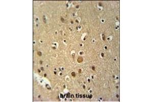 TNIP3 Antibody (N-term) (ABIN651787 and ABIN2840400) immunohistochemistry analysis in formalin fixed and paraffin embedded human brain tissue followed by peroxidase conjugation of the secondary antibody and DAB staining. (TNIP3 抗体  (N-Term))