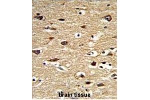 Formalin-fixed and paraffin-embedded human brain tissue reacted with POLG2 Antibody (Center), which was peroxidase-conjugated to the secondary antibody, followed by DAB staining.