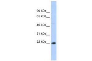 Image no. 1 for anti-CD40 (CD40) (AA 35-84) antibody (ABIN6740742) (CD40 抗体  (AA 35-84))