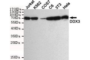 Western blot detection of DDX3 in Hela,3T3,C6,COS7,K562 and Jurkat cell lysate using DDX3 mouse mAb (1:1000 diluted). (DDX3X 抗体)