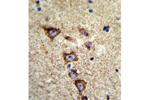 Immunohistochemistry (Paraffin-embedded Sections) (IHC (p)) image for anti-Potassium Voltage-Gated Channel, Subfamily H (Eag-Related), Member 7 (KCNH7) (AA 58-87), (N-Term) antibody (ABIN953004)