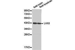 Western Blotting (WB) image for anti-LIM Homeobox 8 (LHX8) antibody (ABIN1875432) (LHX8 抗体)