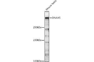 Western blot analysis of extracts of Mouse testis, using DN antibody (ABIN7266861) at 1:1000 dilution. (Dnah5 抗体  (AA 400-650))
