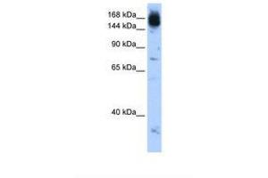 Image no. 1 for anti-Non-SMC Condensin I Complex, Subunit D2 (NCAPD2) (AA 1279-1328) antibody (ABIN6739192) (NCAPD2 抗体  (AA 1279-1328))