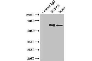 Immunoprecipitating HSPA2 in Hela whole cell lysate Lane 1: Rabbit control IgG instead of (1 μg) instead of ABIN7154927 in Hela whole cell lysate. (HSPA2 抗体  (AA 400-639))