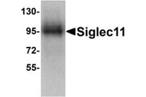 Western Blotting (WB) image for anti-Sialic Acid Binding Ig-Like Lectin 11 (SIGLEC11) (C-Term) antibody (ABIN1030660) (SIGLEC11 抗体  (C-Term))