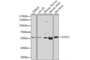 Western blot analysis of extracts of various cell lines using CHEK1 Polyclonal Antibody at dilution of 1:1000.