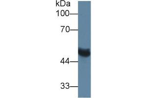 Rabbit Capture antibody from the kit in WB with Positive Control: Rat serum. (MMP13 CLIA Kit)