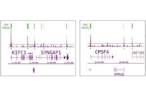 Tet1 antibody (pAb) tested by ChIP-Seq. (TET1 抗体  (C-Term))