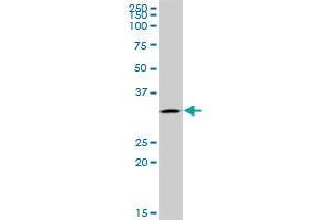UTP11L MaxPab polyclonal antibody. (UTP11L 抗体  (AA 1-253))