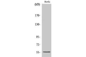 Western Blotting (WB) image for anti-Cytochrome P450, Family 2, Subfamily S, Polypeptide 1 (CYP2S1) (Internal Region) antibody (ABIN3184190)
