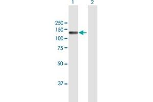 Western Blot analysis of NID2 expression in transfected 293T cell line by NID2 MaxPab polyclonal antibody. (NID2 抗体  (AA 1-969))