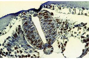 Immunohistochemistry staining of bromodeoxyuridine-labeled cells (chick embryo, paraffin-embedded sections) with anti-5-bromodeoxyuridine (MoBu-1). (BrdU 抗体)