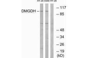 Western blot analysis of extracts from HT-29 cells and A549 cells, using DMGDH antibody. (DMGDH 抗体  (C-Term))