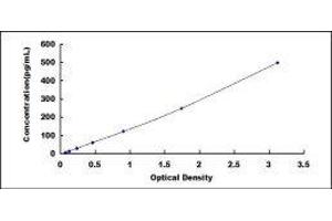 Osteoclast Associated Receptor (OSCAR) ELISA Kit