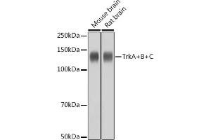 Western blot analysis of extracts of various cell lines, using TrkA+B+C antibody (ABIN1679182, ABIN1679183, ABIN7101489 and ABIN7101490) at 1:1000 dilution. (TrkA, B, C 抗体)