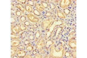 Immunohistochemistry of paraffin-embedded human kidney tissue using ABIN7145396 at dilution of 1:100 (B4GALT5 抗体  (AA 101-388))