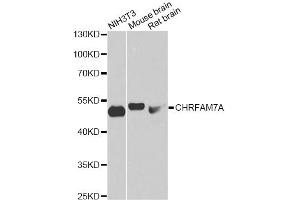 Western blot analysis of extracts of various cell lines, using CHRFAM7A antibody (ABIN6293103) at 1:1000 dilution. (CHRFAM7A 抗体)